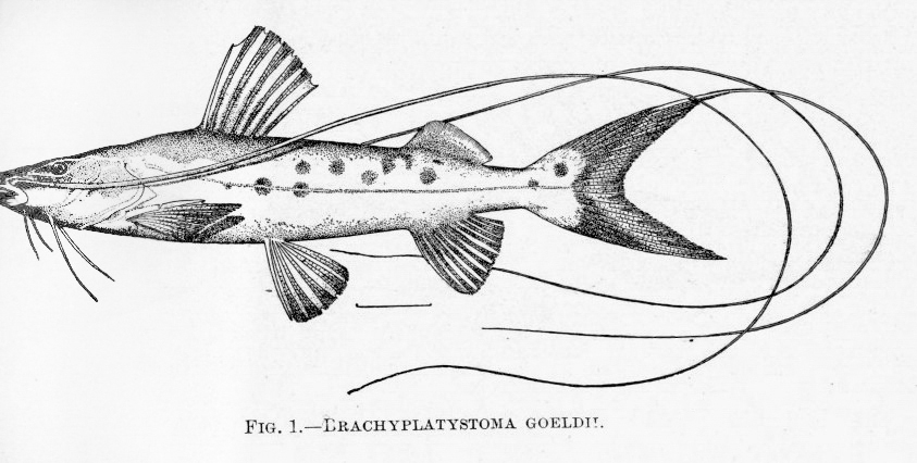 Anténovec vláknovitý (Brachyplatystoma filamentosum)