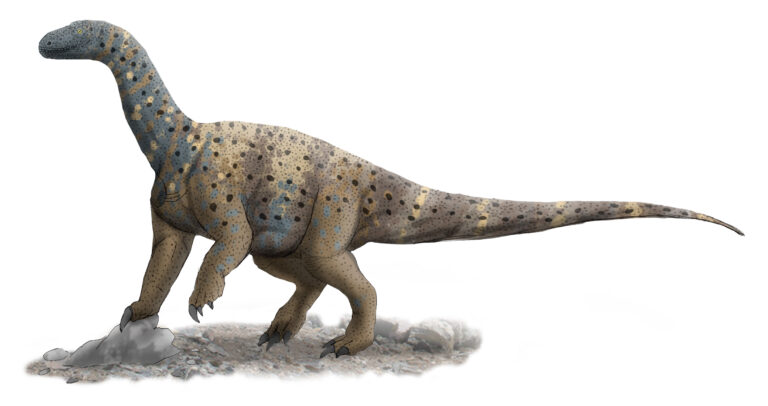 Antetonitrus