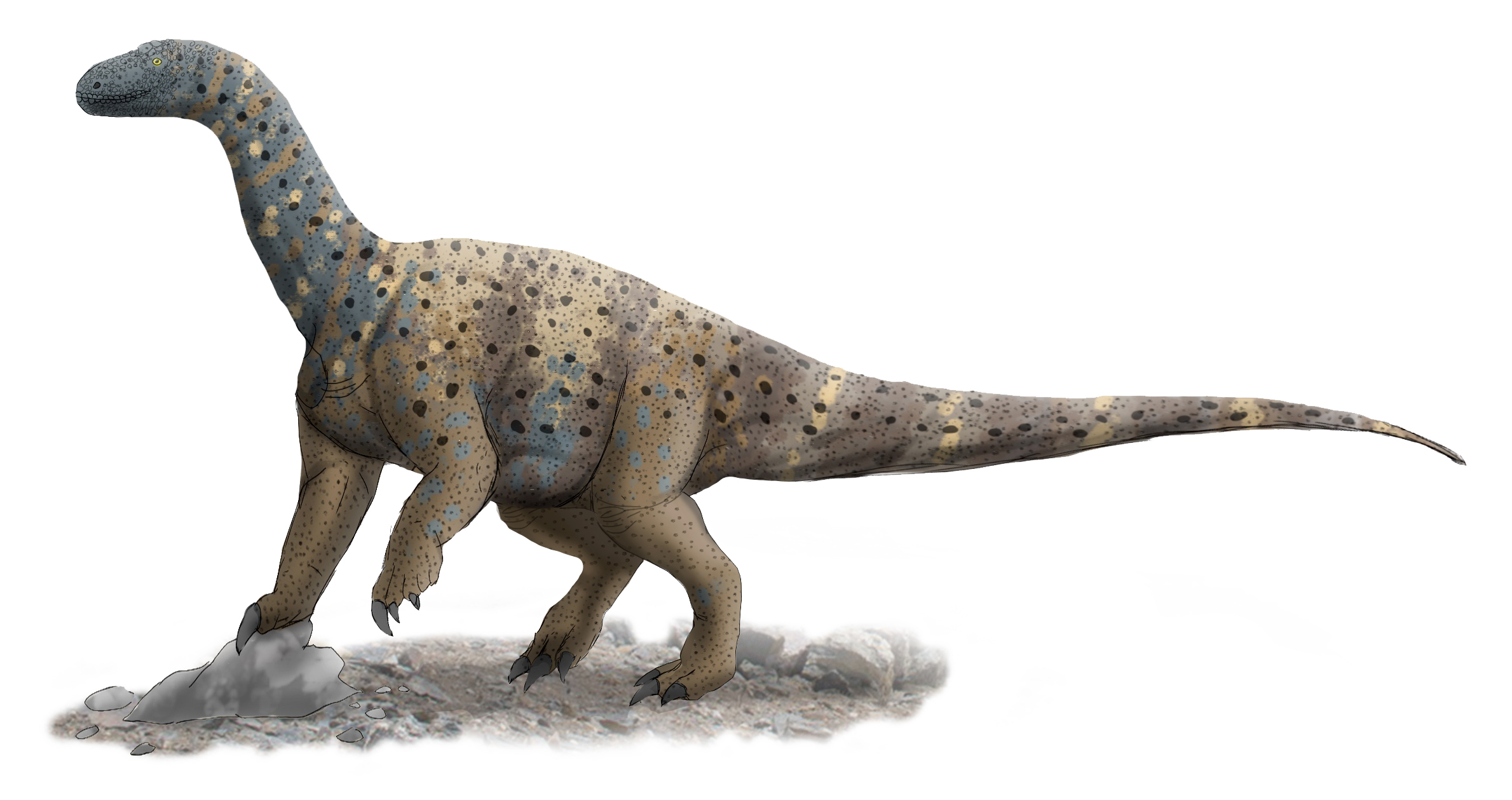 Antetonitrus