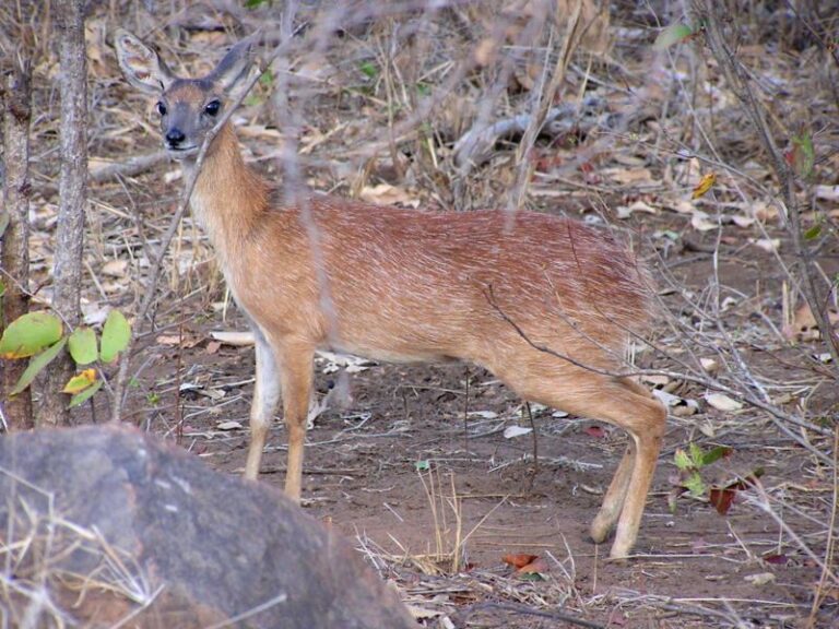 antilopa Sharpeova (Raphicerus sharpei)