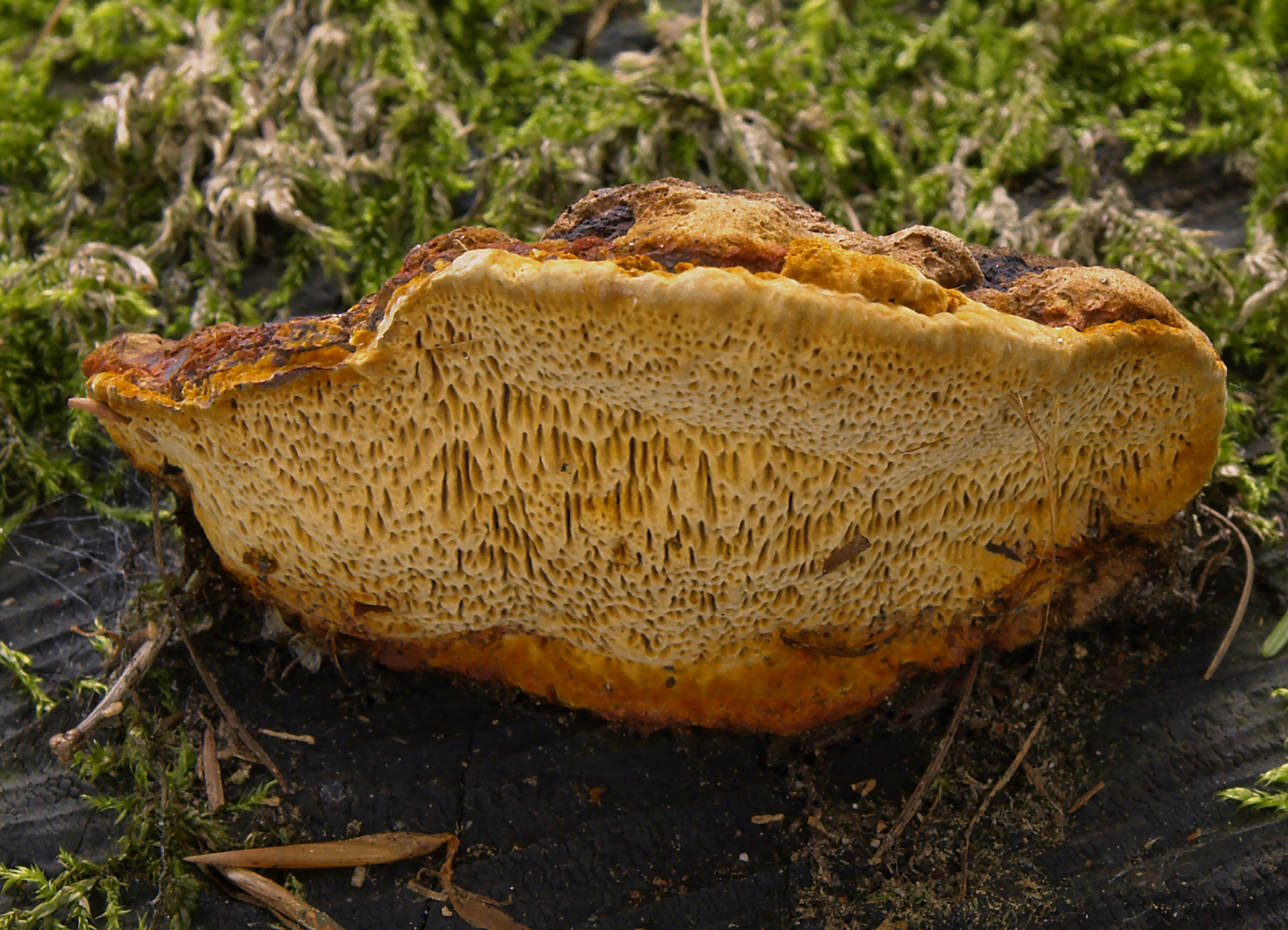 anýzovník vonný (Gloeophyllum odoratum)
