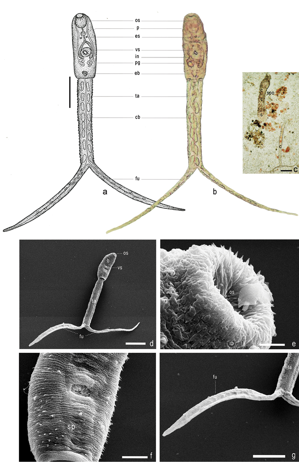 Apatemon gracilis