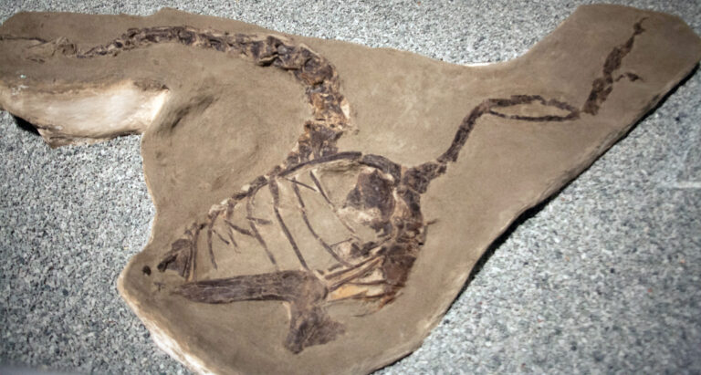 Apatoraptor