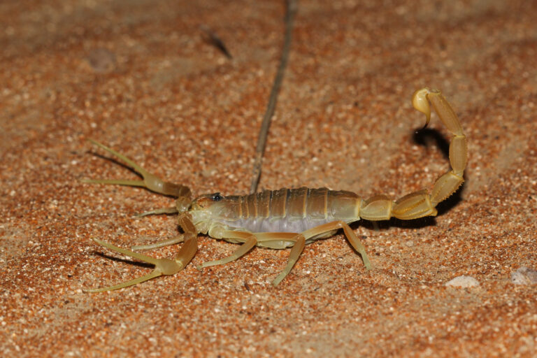 Apistobuthus pterygocercus Apistobuthus pterygocercus