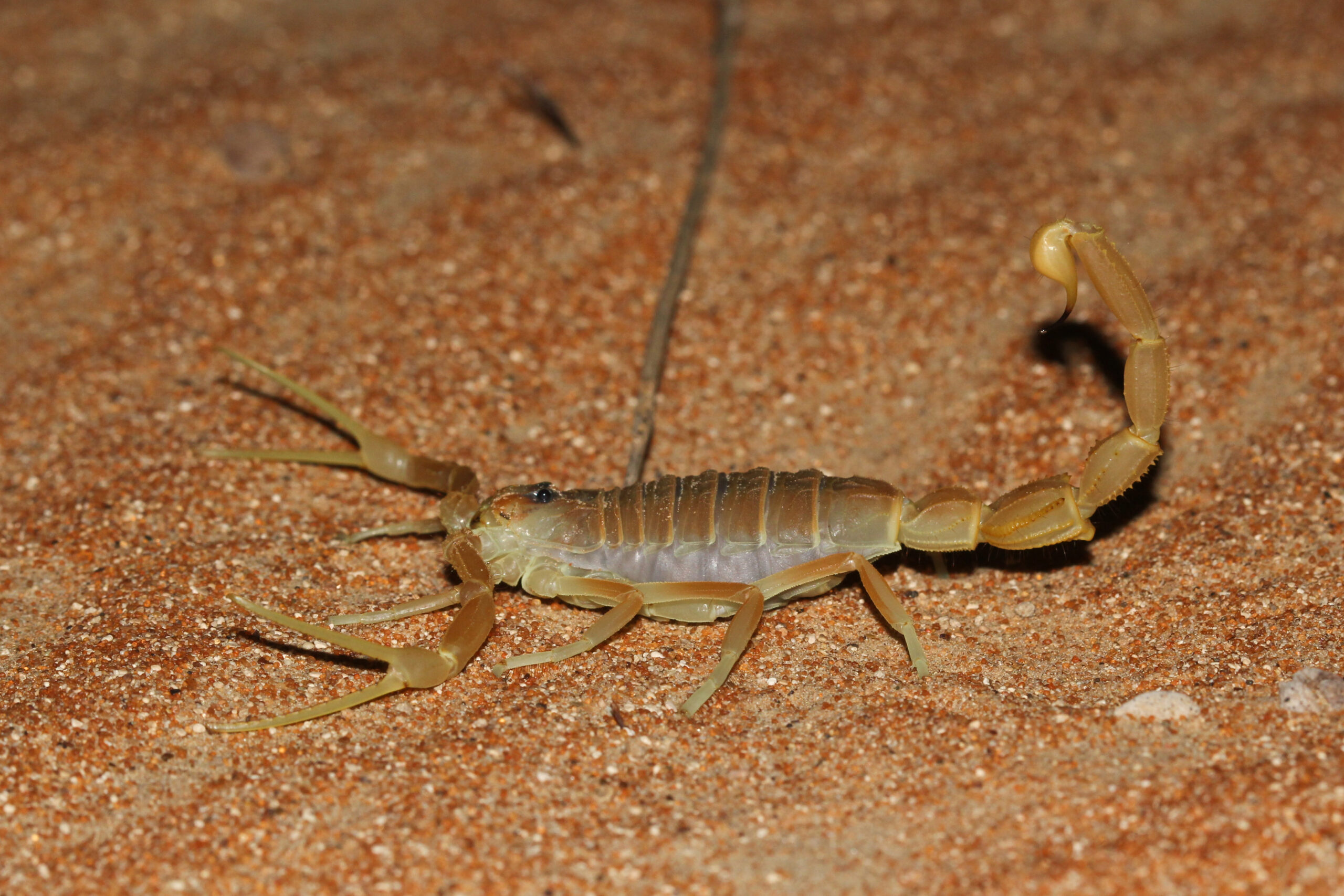 Apistobuthus pterygocercus