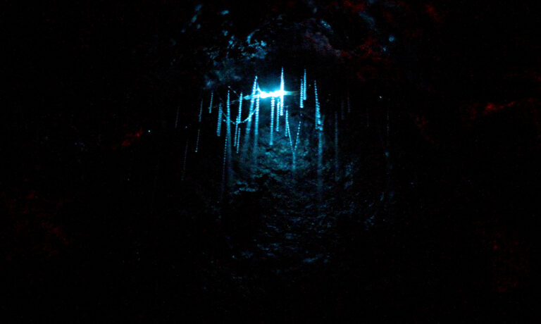Arachnocampa luminosa