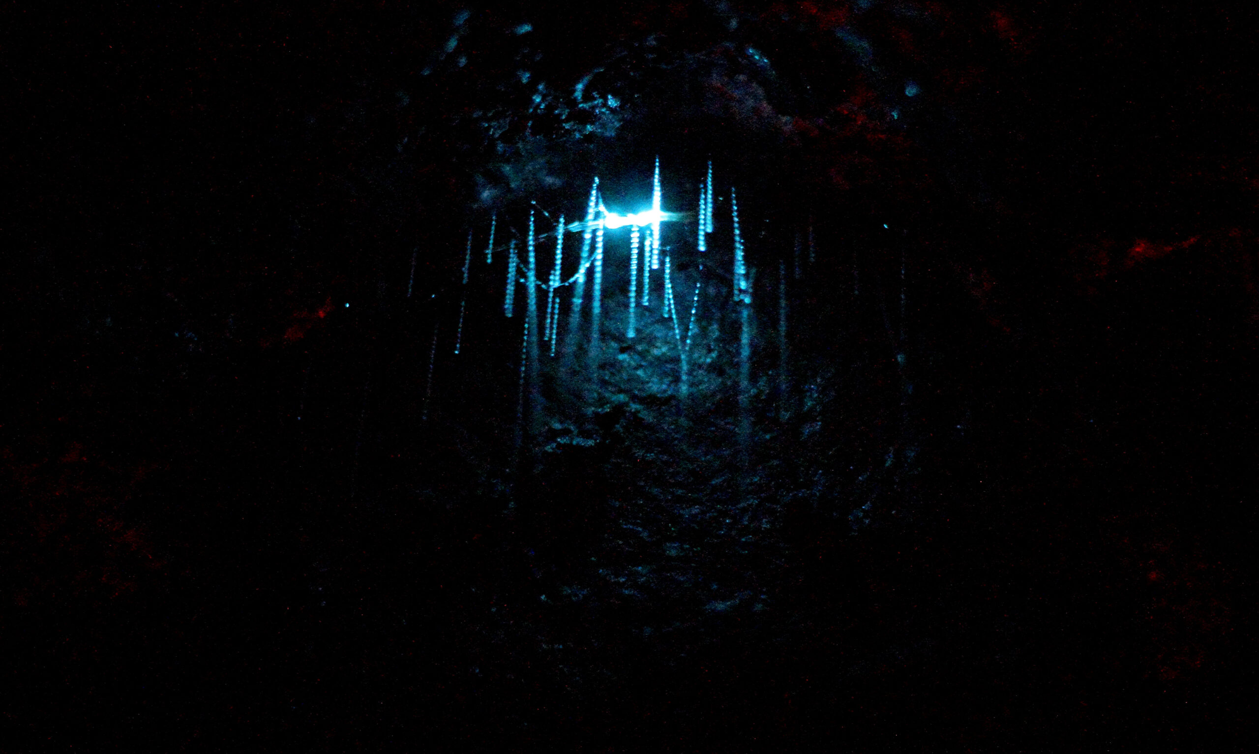Arachnocampa luminosa