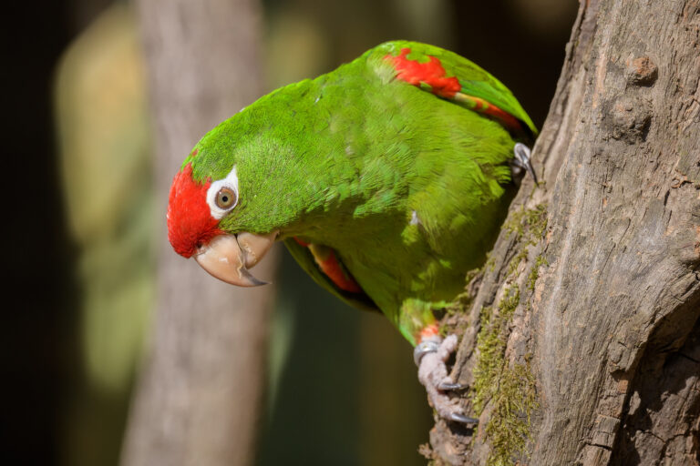 aratinga andský (Psittacara frontatus)