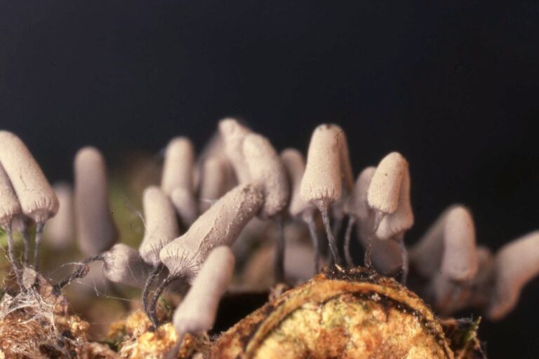 Arcyria cinerea