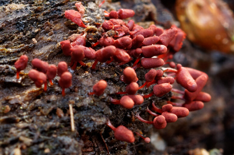 Arcyria denudata