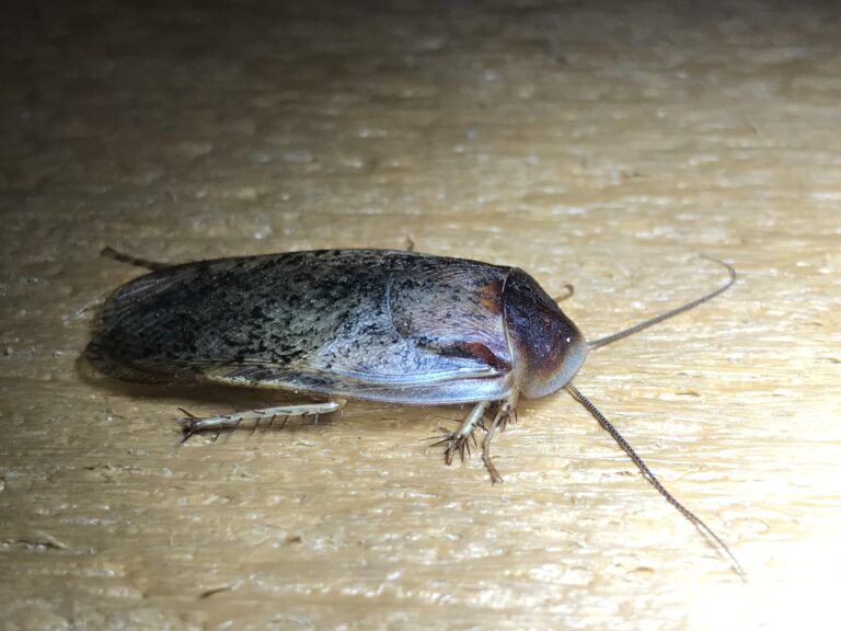 Arenivaga bolliana