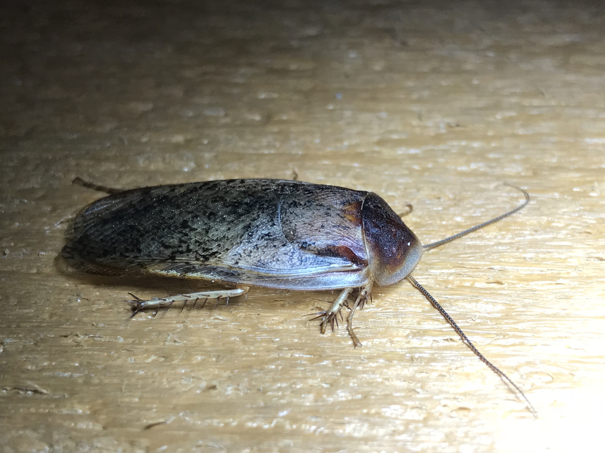 Arenivaga bolliana