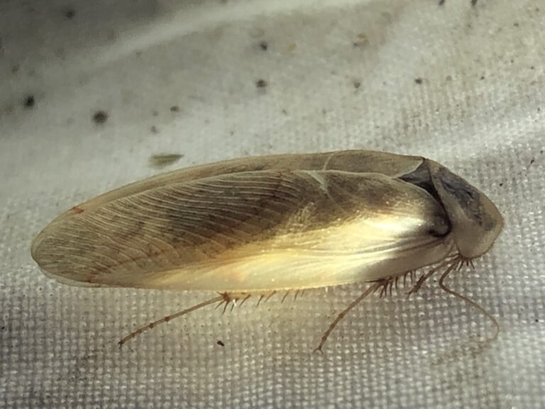 Arenivaga erratica
