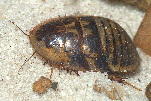 Arenivaga floridensis
