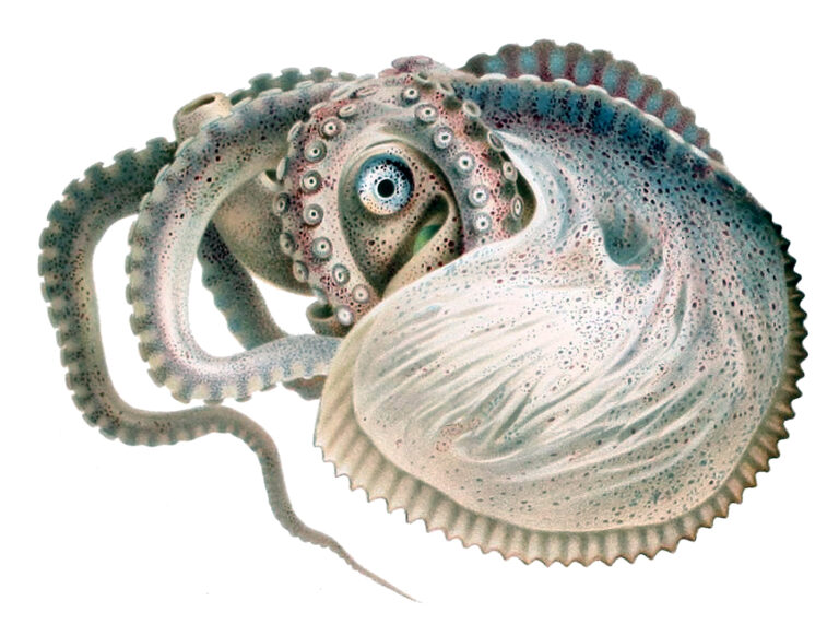 argonaut pelagický argonaut pelagický (Argonauta argo)