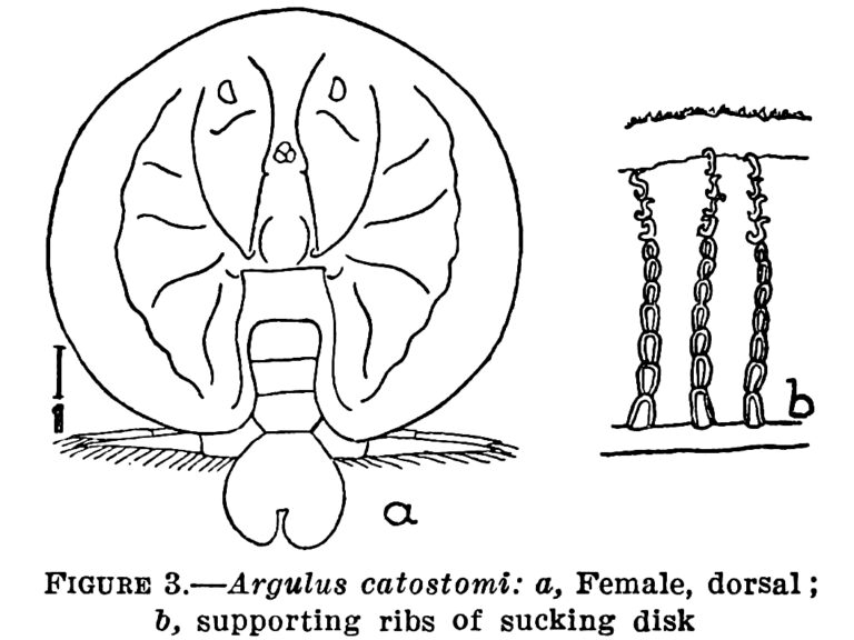Argulus catostomi