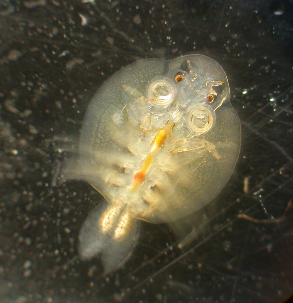 Argulus coregoni