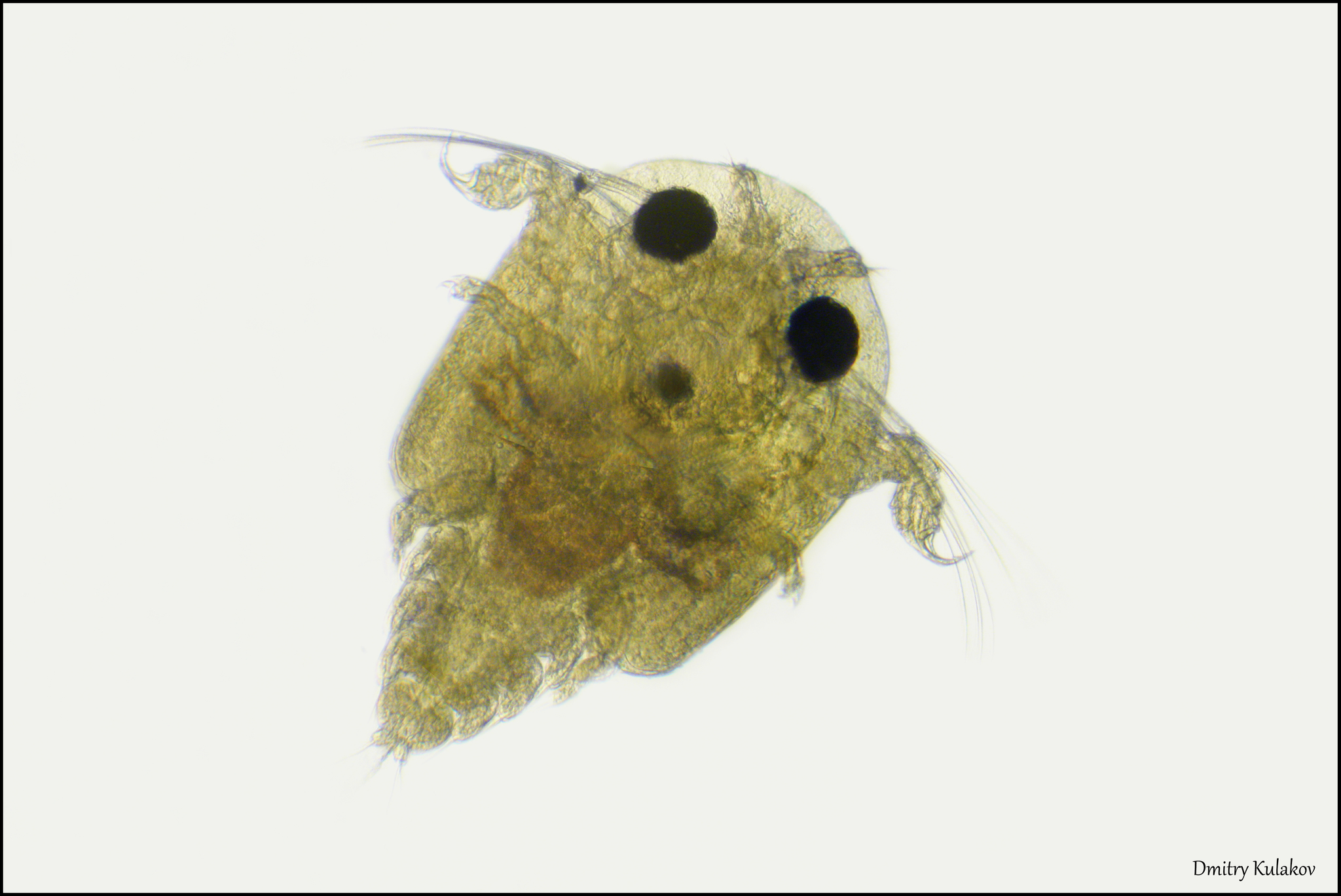 Argulus foliaceus