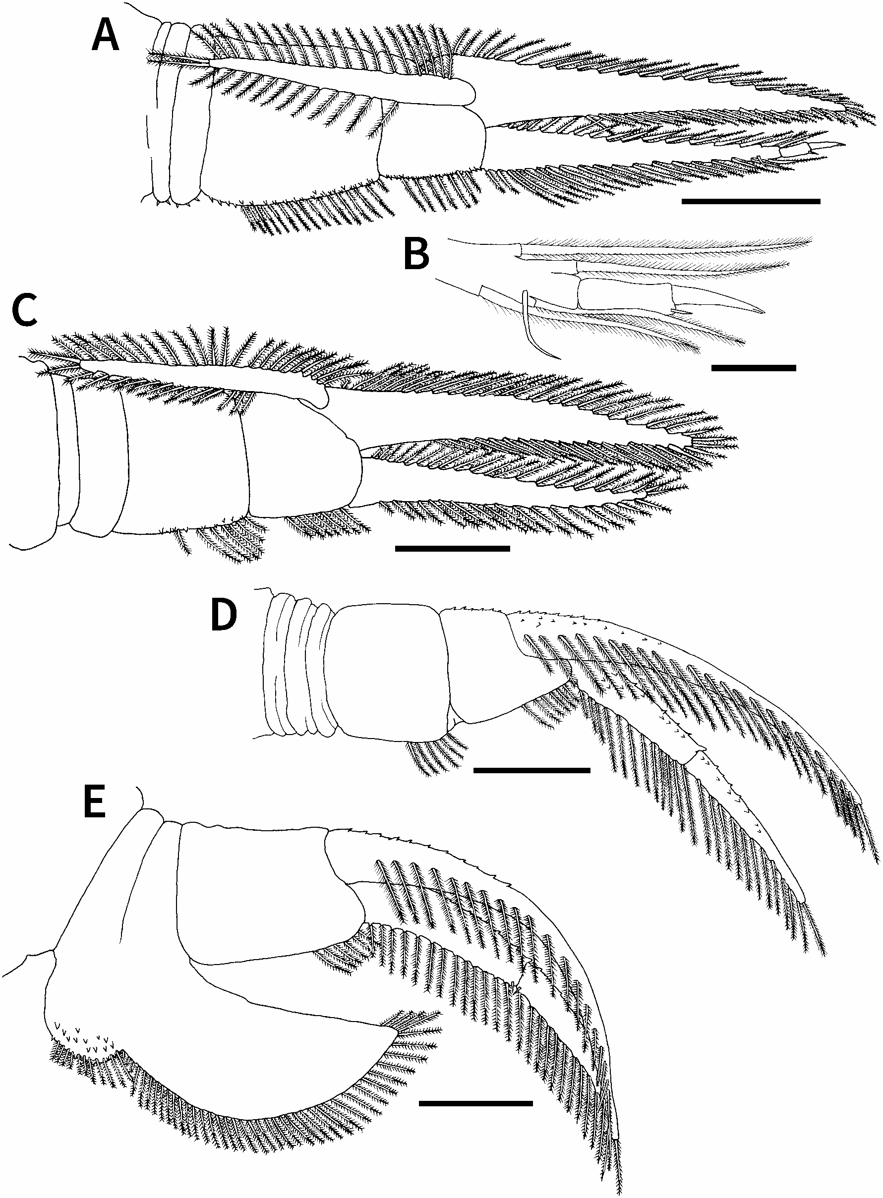 Argulus nobilis