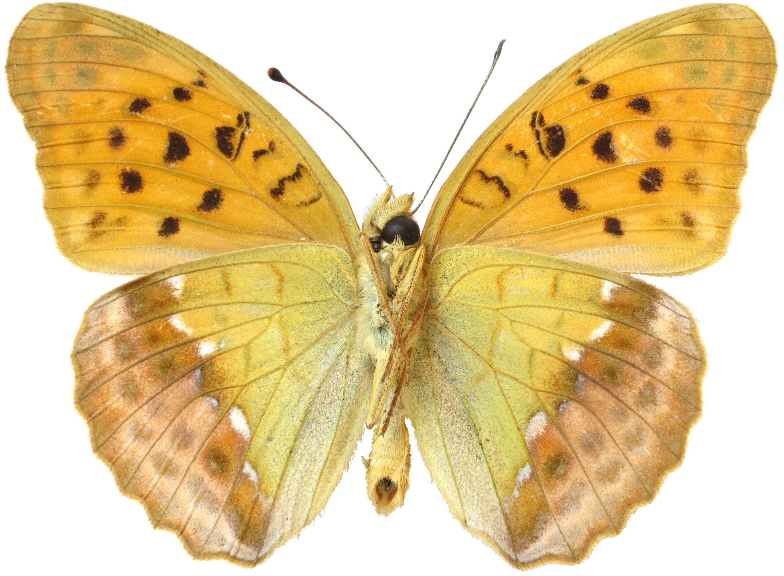 Argyronome ruslana (Argynnis ruslana)