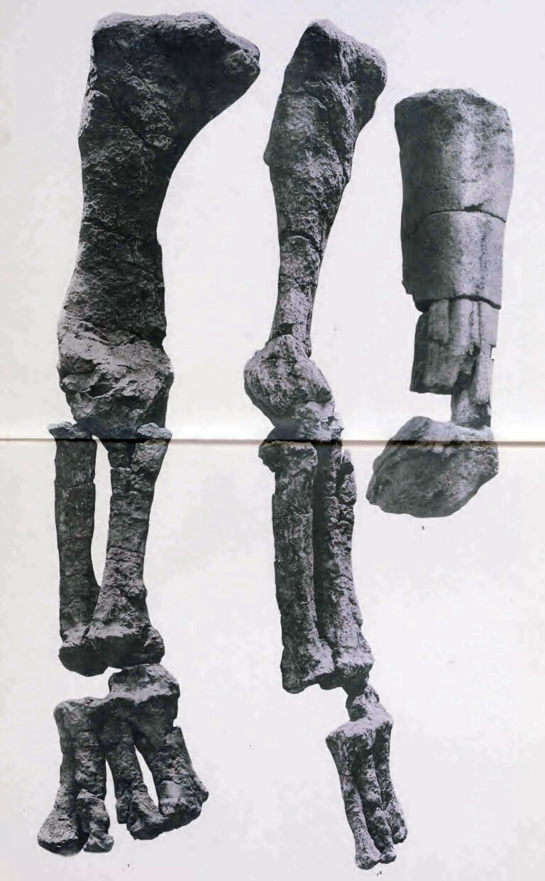 Argyrosaurus Argyrosaurus