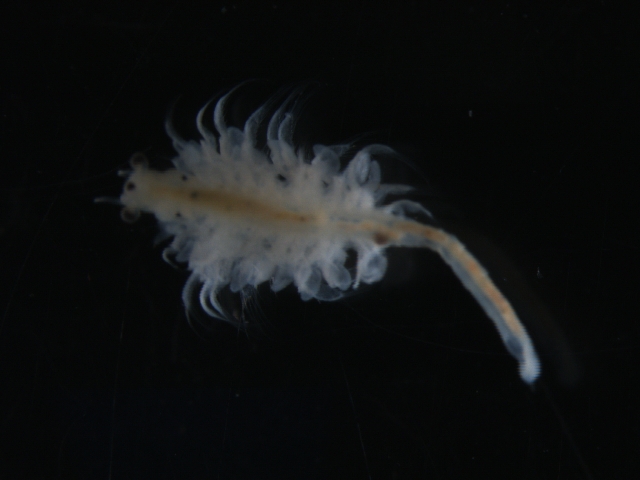 Artemia franciscana