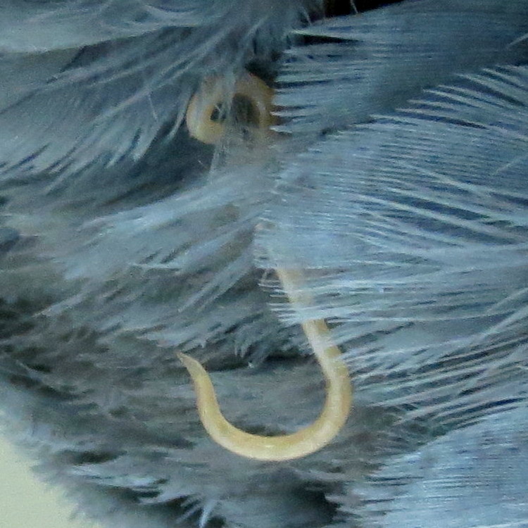 Ascaridia columbae Ascaridia columbae