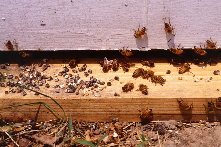 Ascosphaera apis