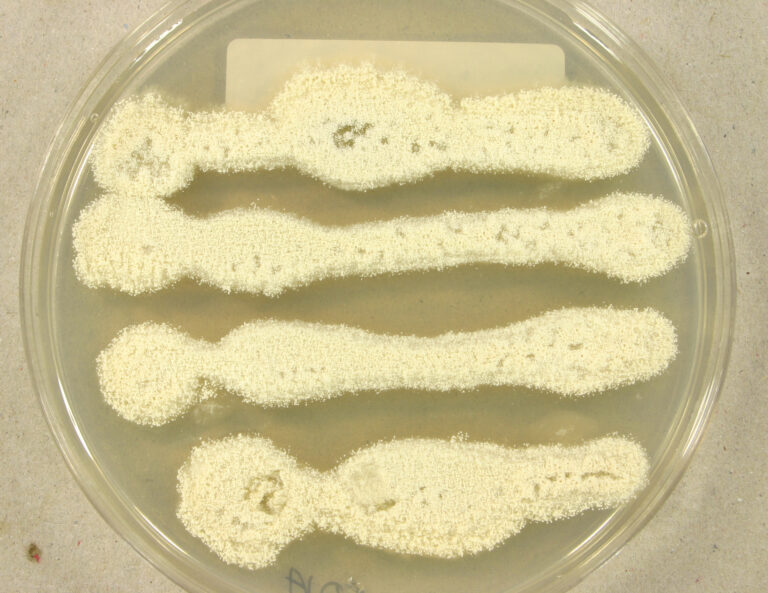 Aspergillus candidus
