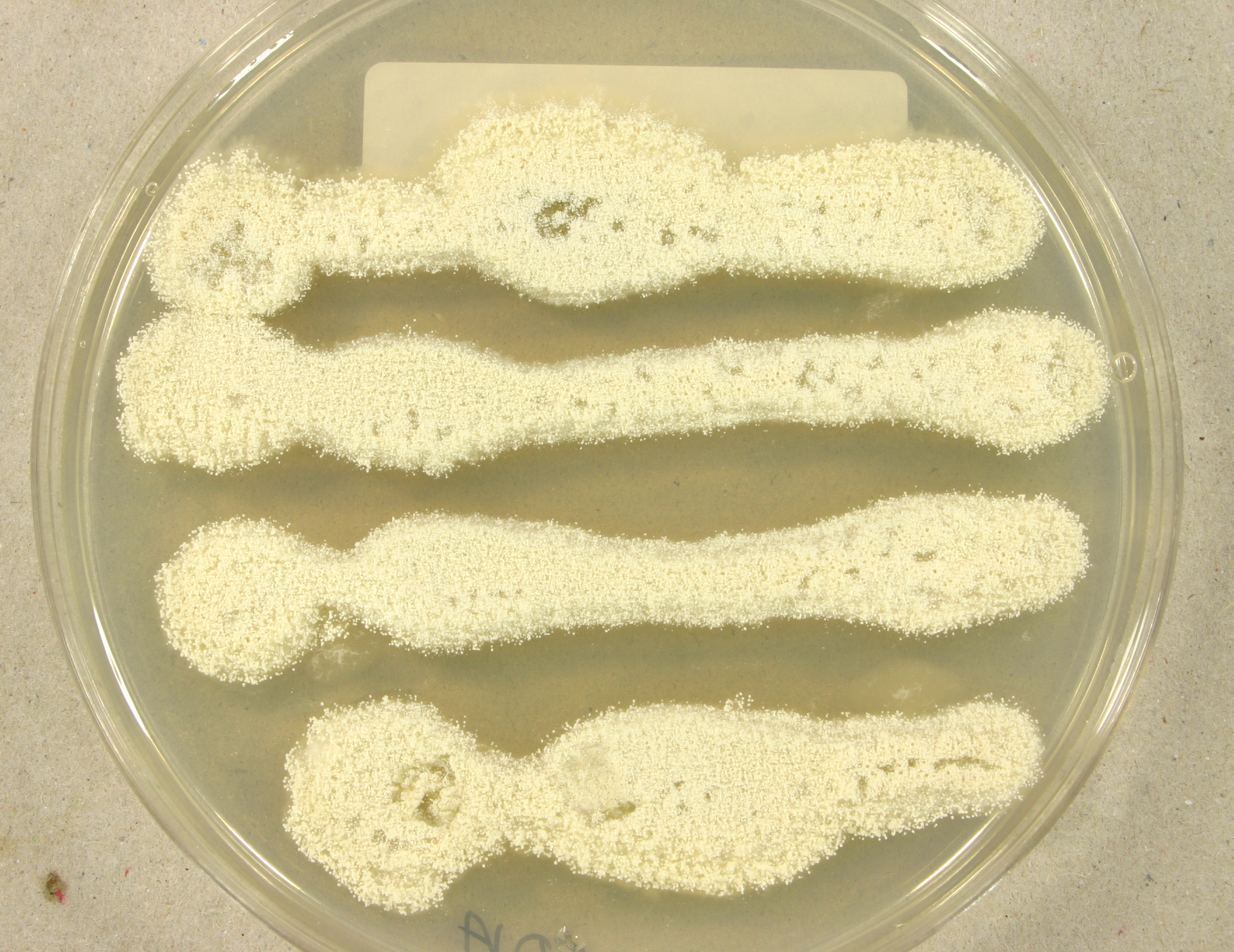 Aspergillus candidus