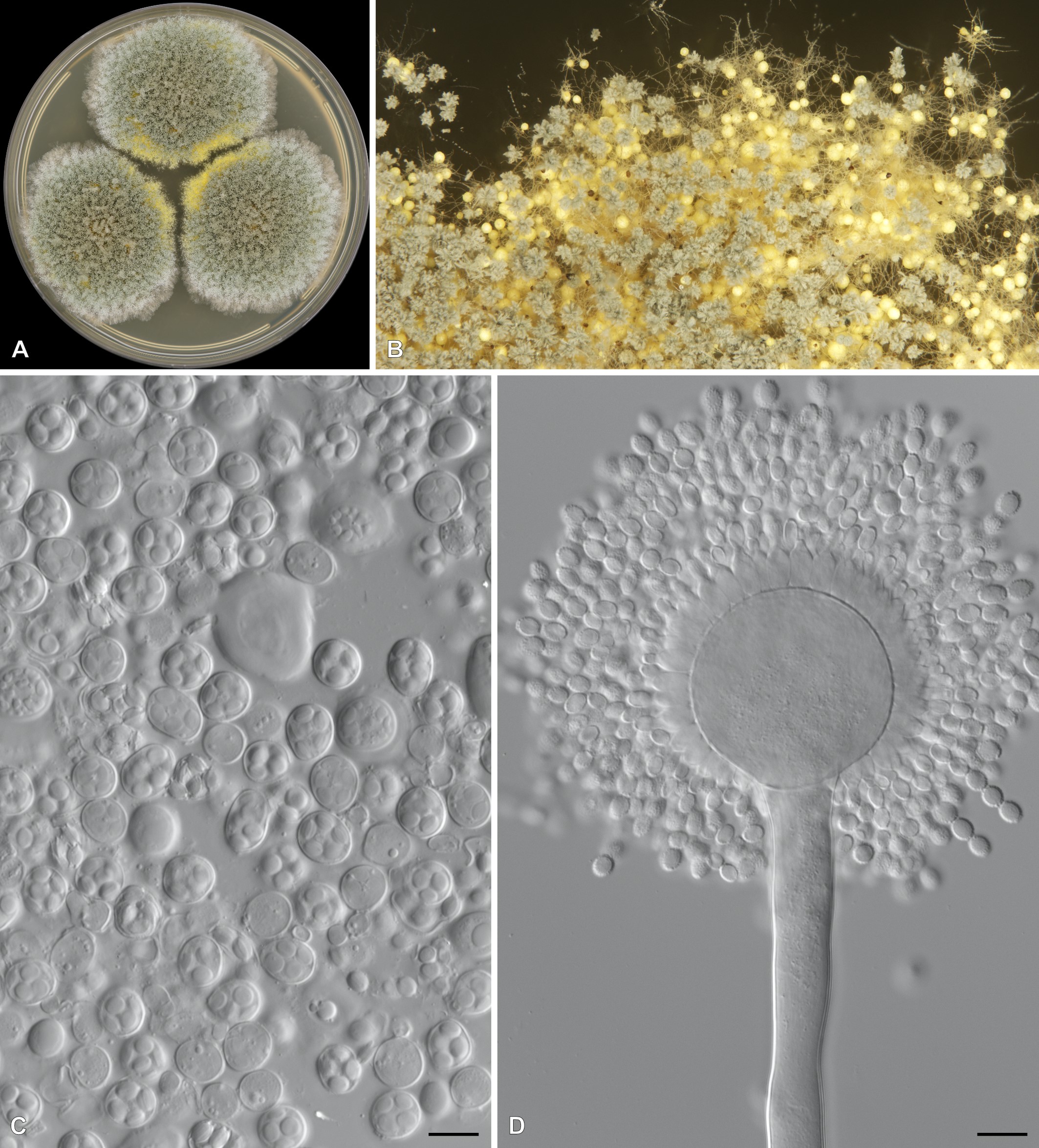 Aspergillus chevalieri