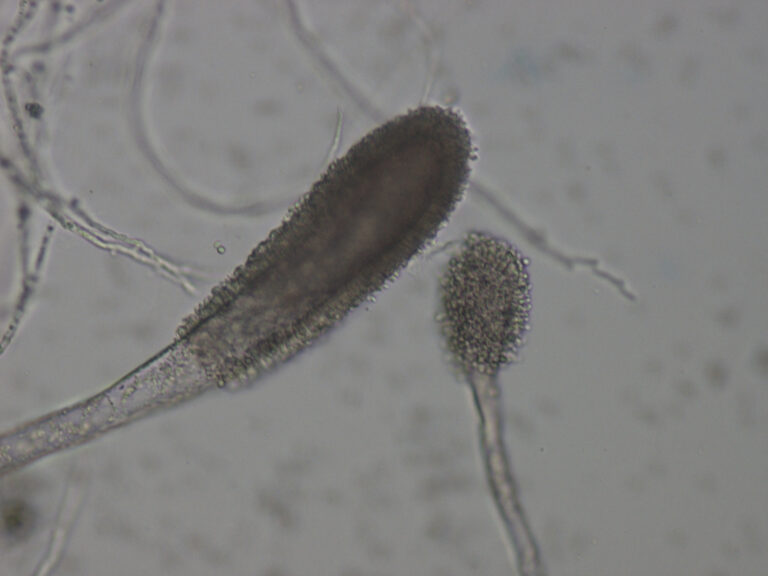 Aspergillus clavatus Aspergillus clavatus