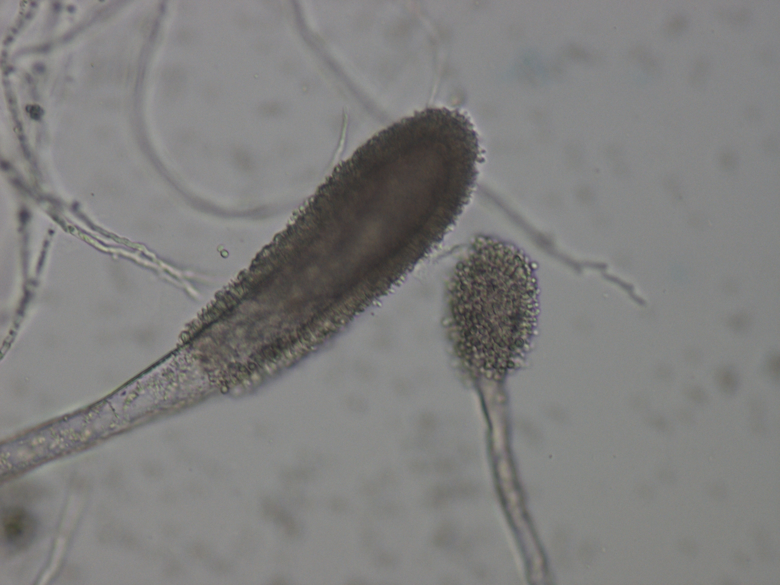 Aspergillus clavatus