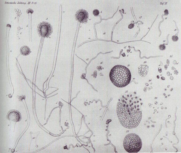 Aspergillus glaucus