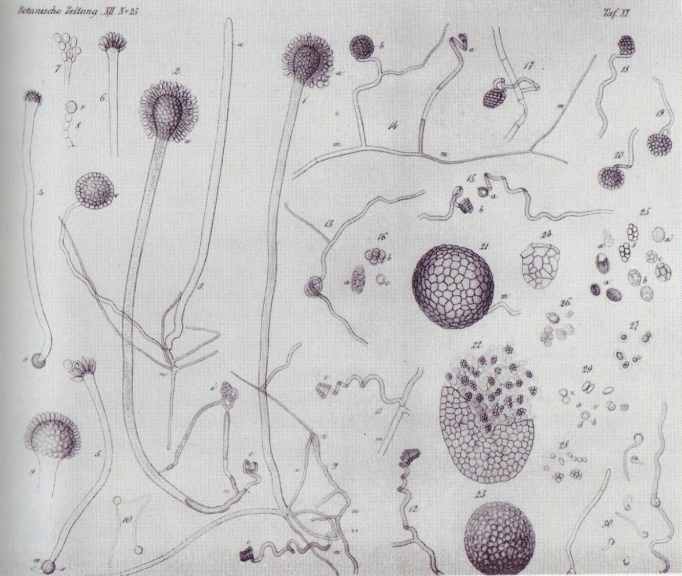 Aspergillus glaucus