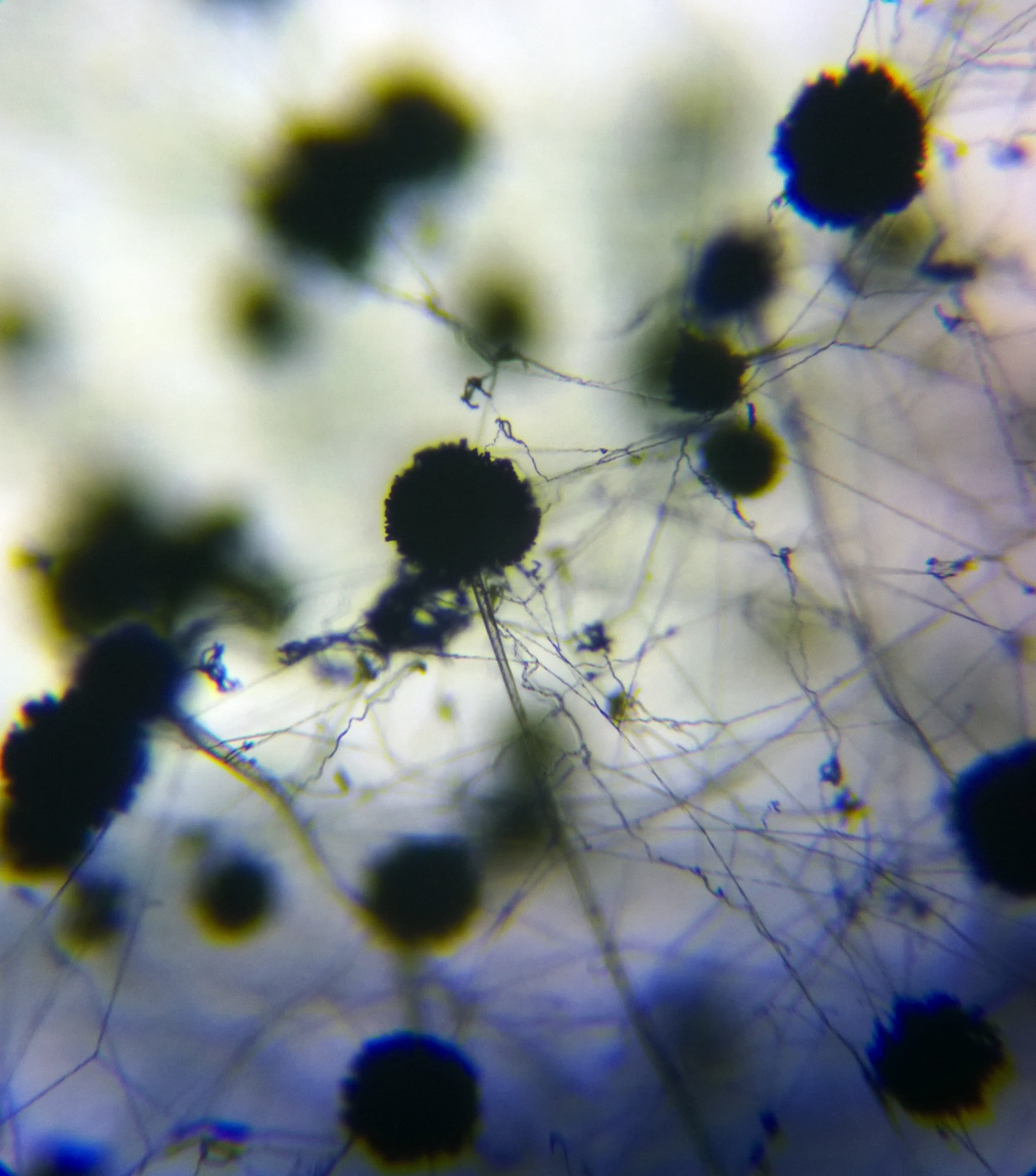 Aspergillus niger