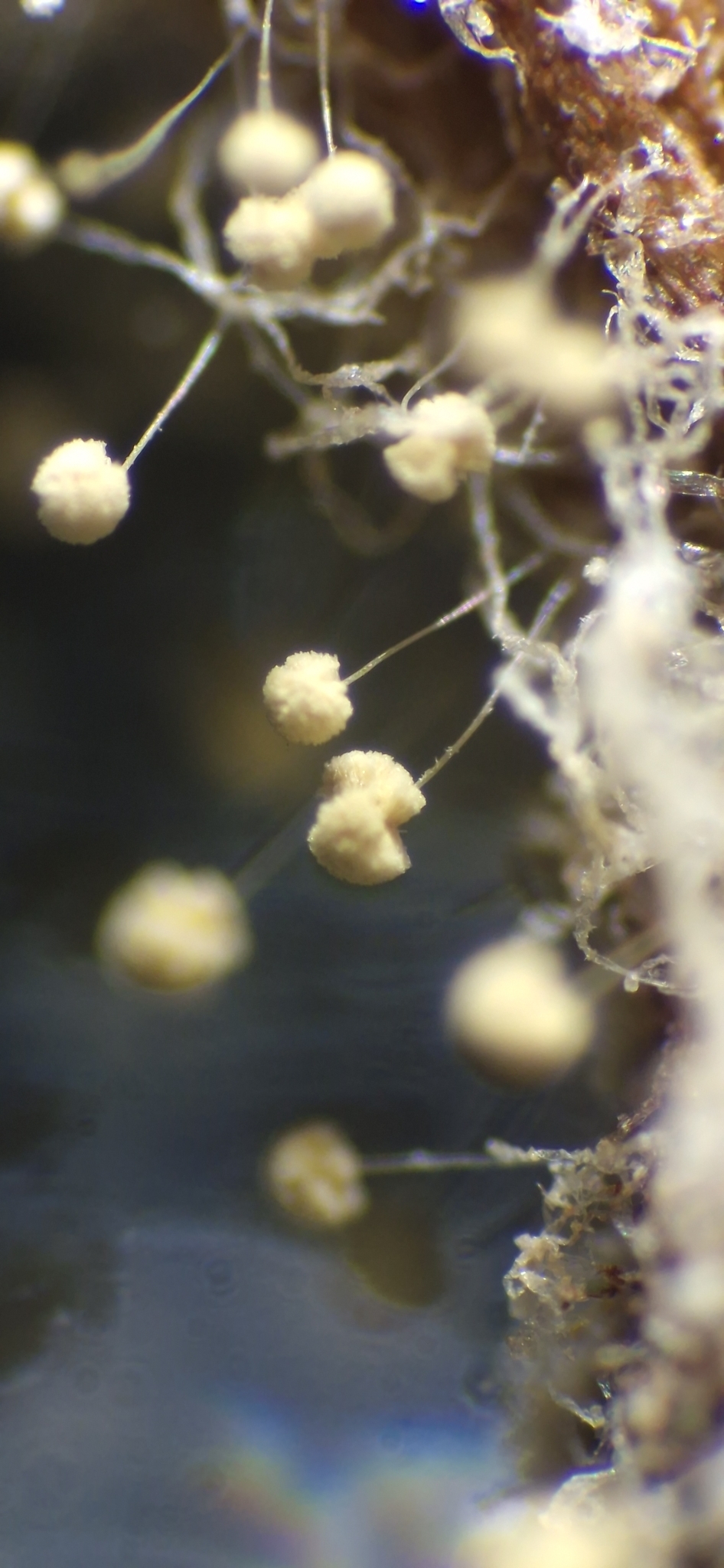 Aspergillus ochraceus
