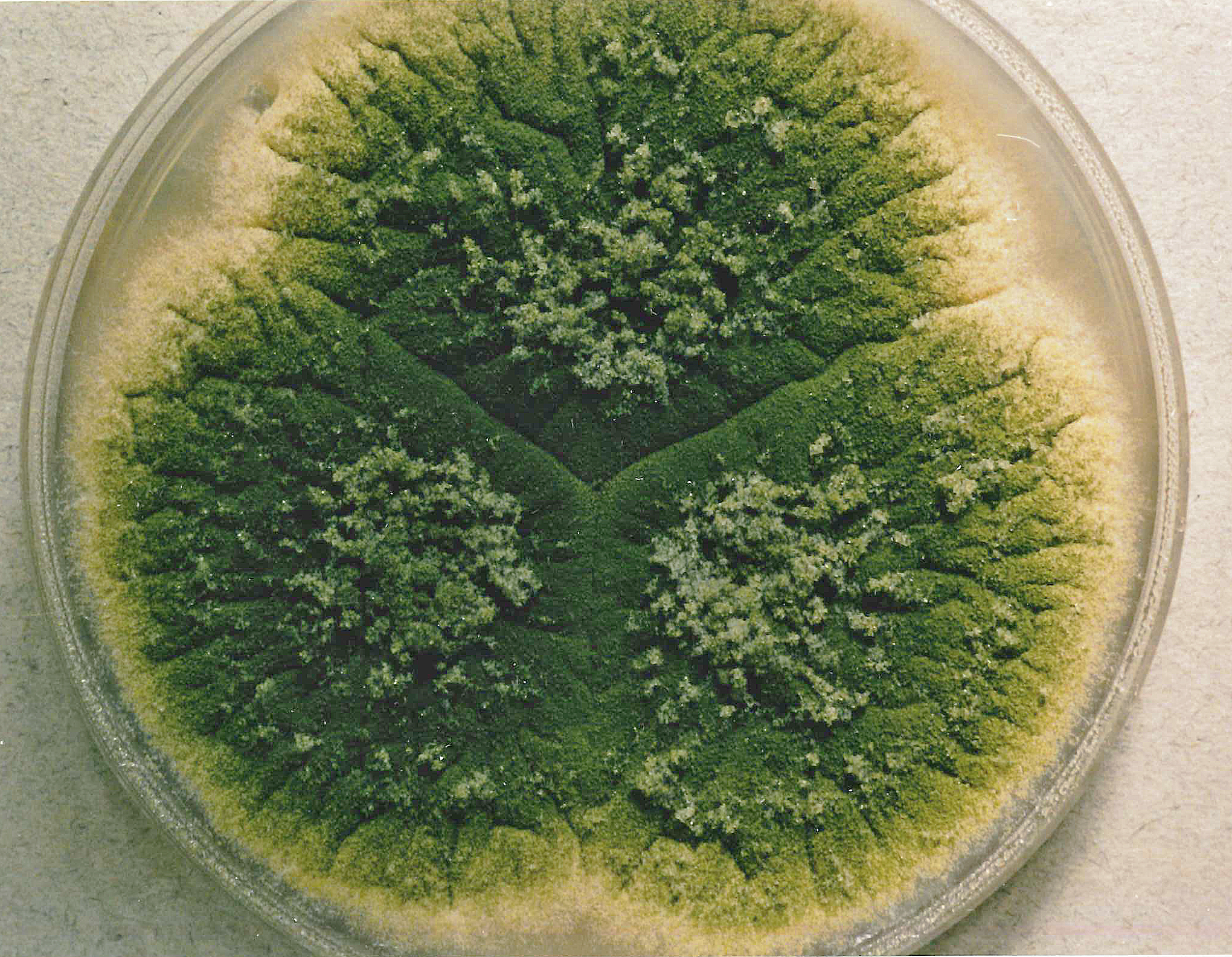 Aspergillus parasiticus
