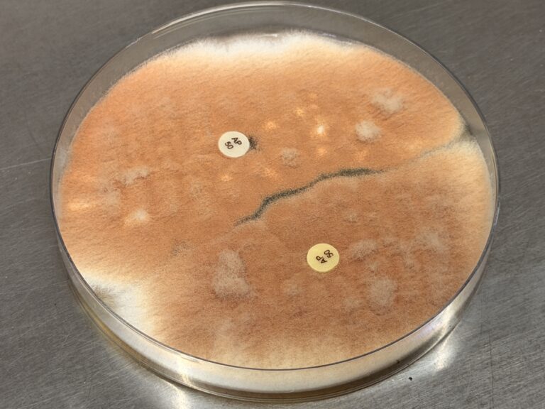 Aspergillus terreus