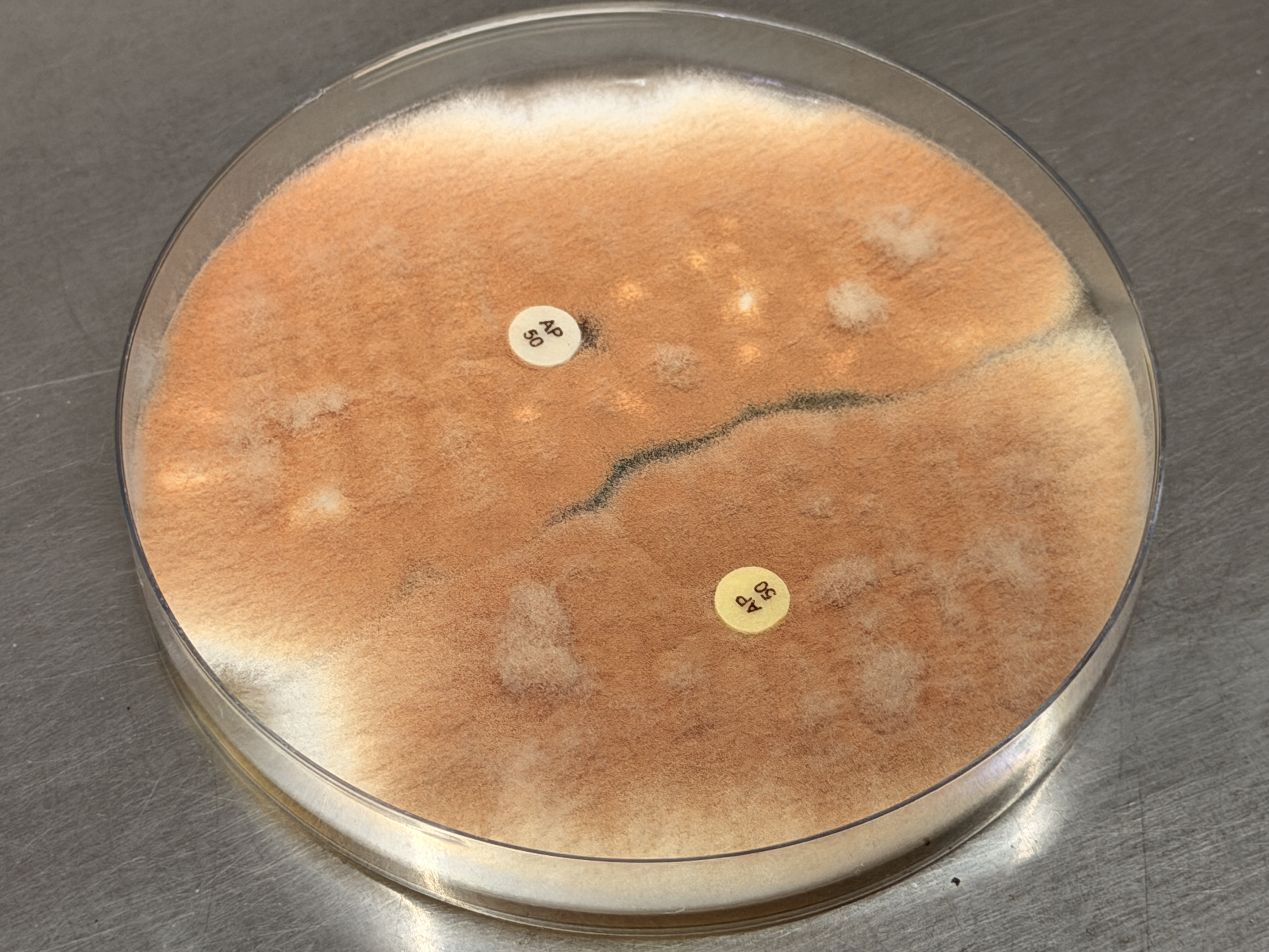 Aspergillus terreus