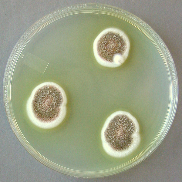 Aspergillus ustus