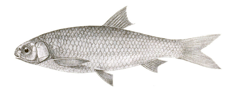 Aspidoparie indická (Aspidoparia morar)