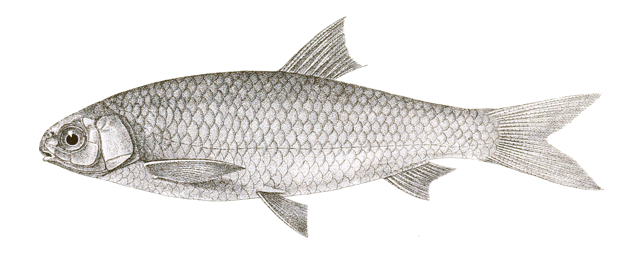 Aspidoparie indická (Aspidoparia morar)