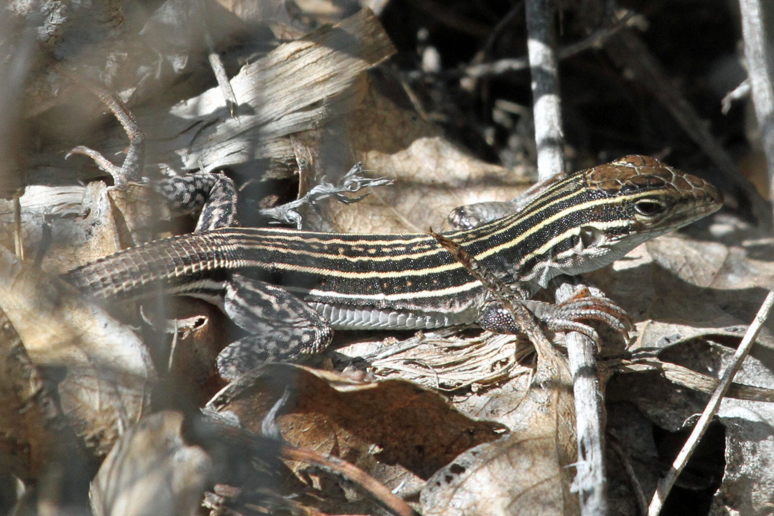 Aspidoscelis neomexicanus (Aspidoscelis neomexicana)