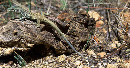Aspidoscelis tigris