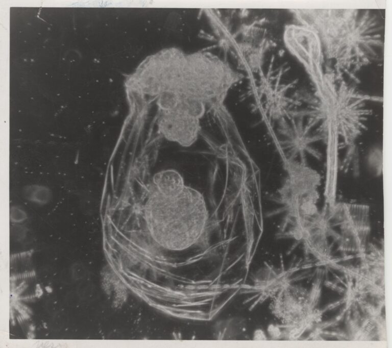 Asplanchna priodonta