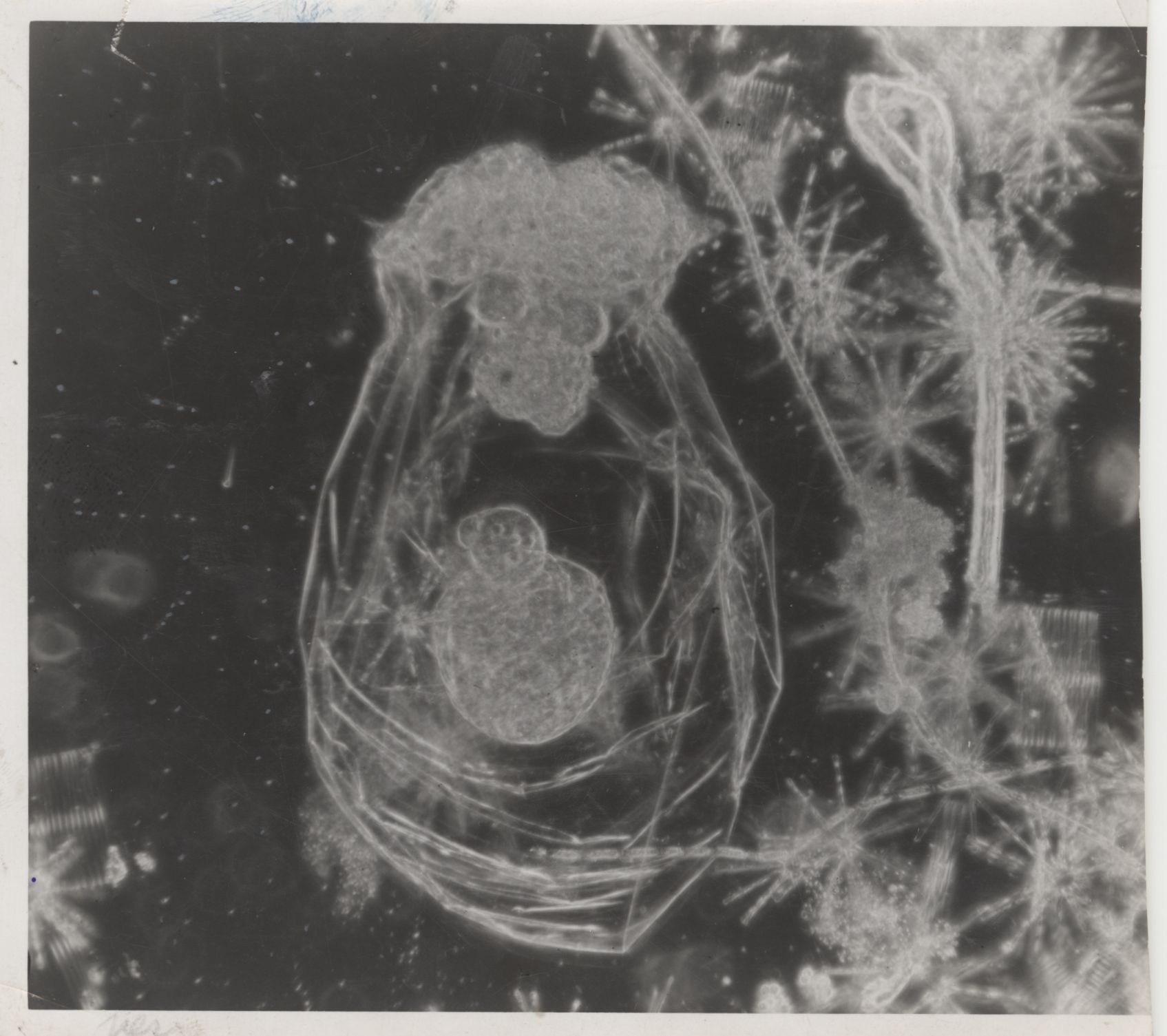 Asplanchna priodonta