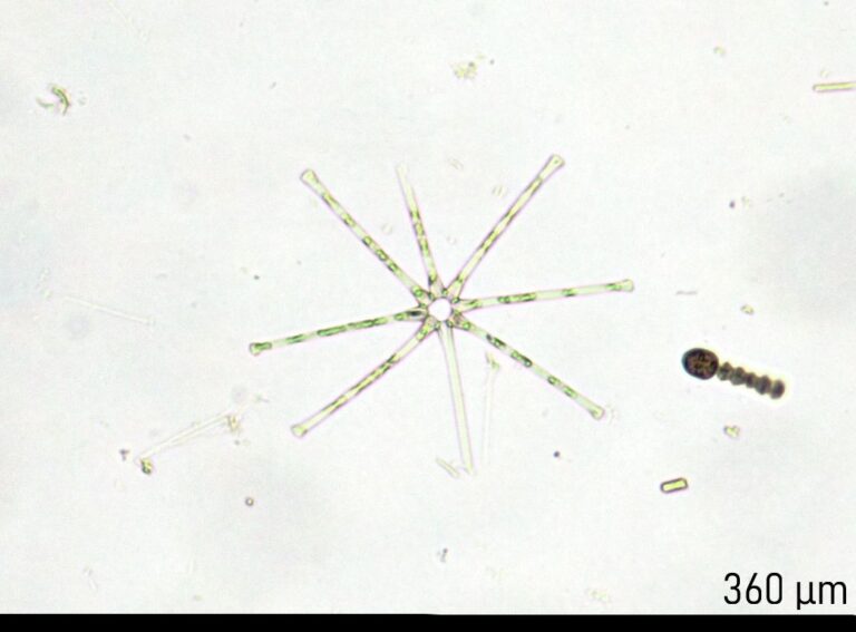 Asterionella formosa