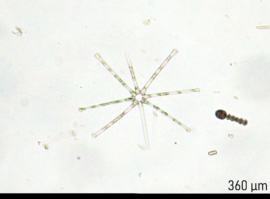 Asterionella formosa