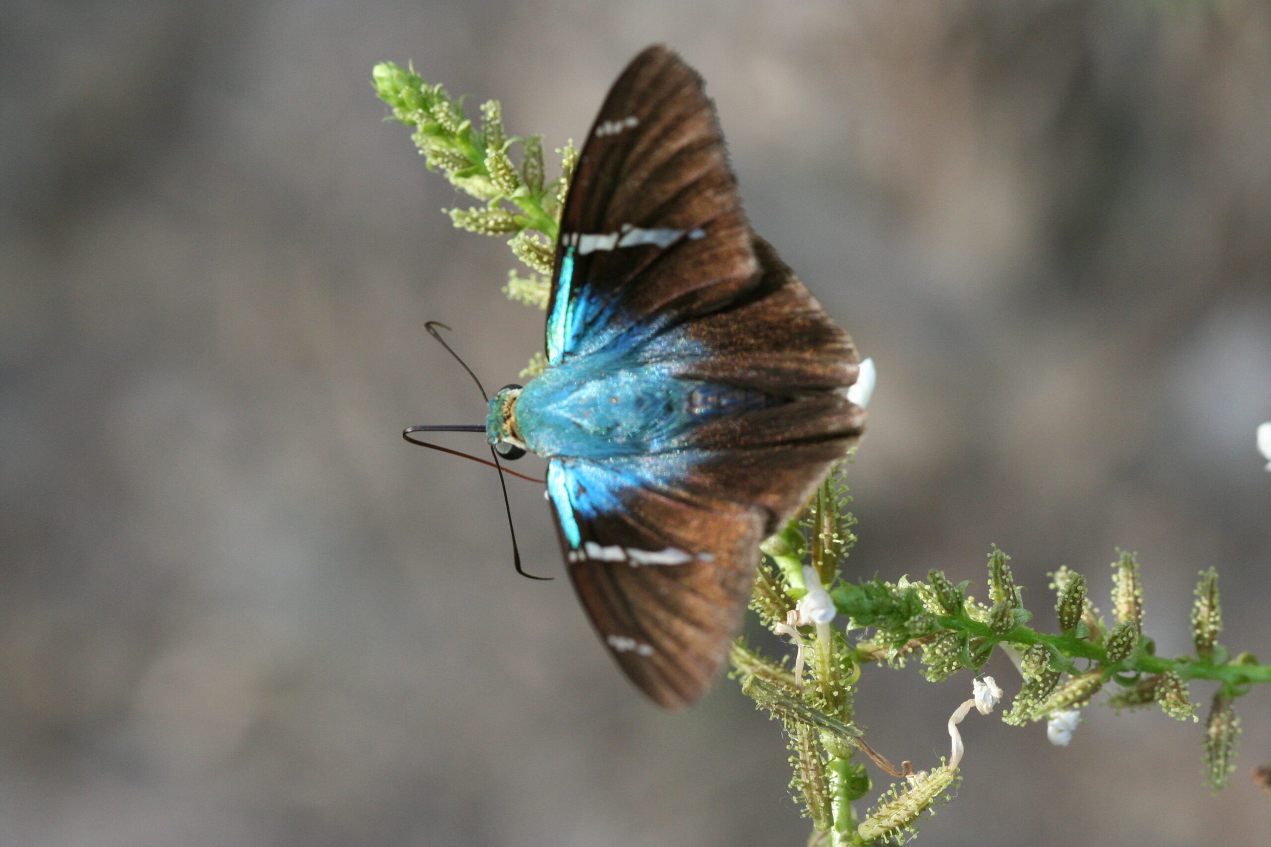 Astraptes fulgerator (Telegonus fulgerator)